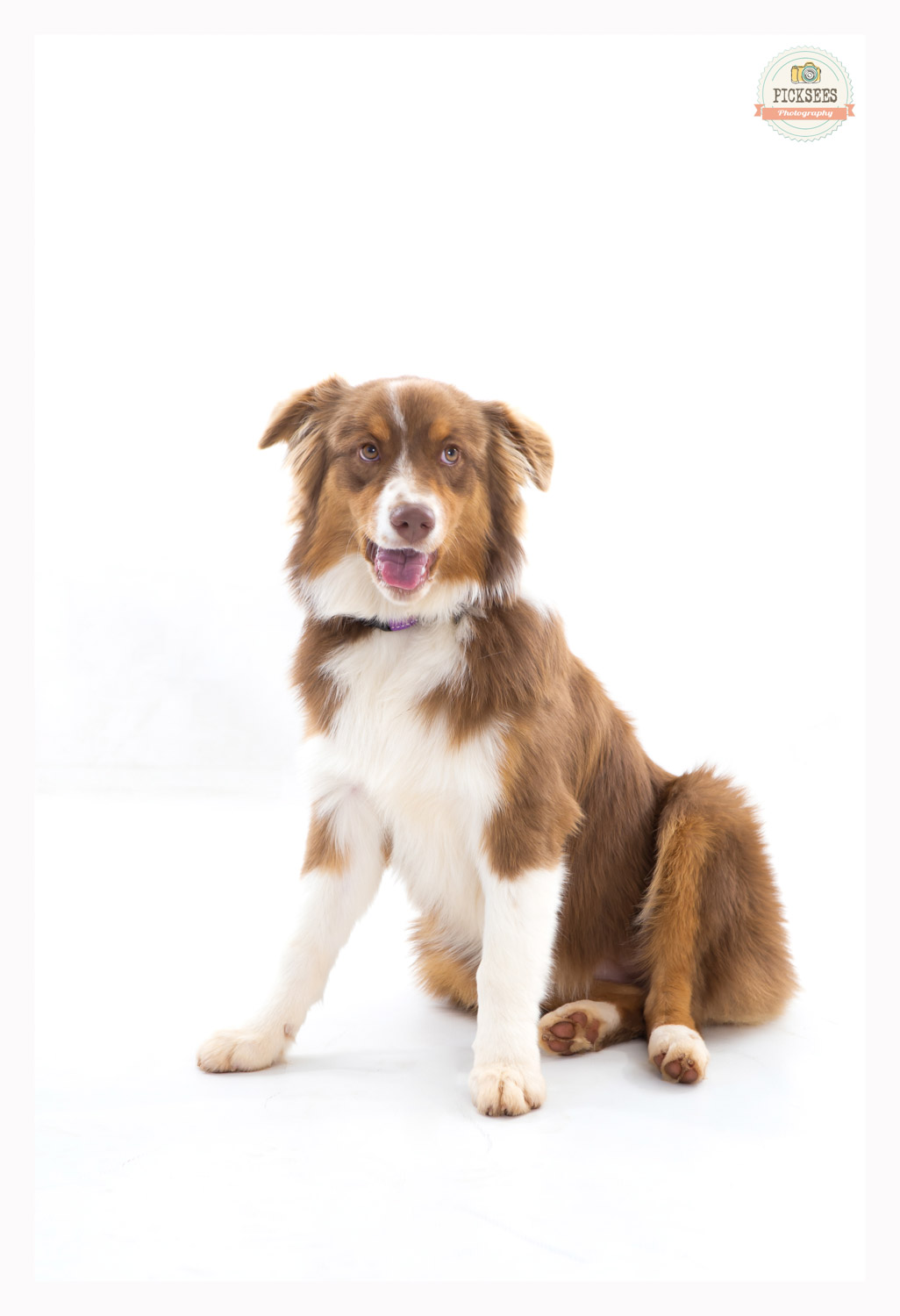 Pet_Photographer_Pretoria