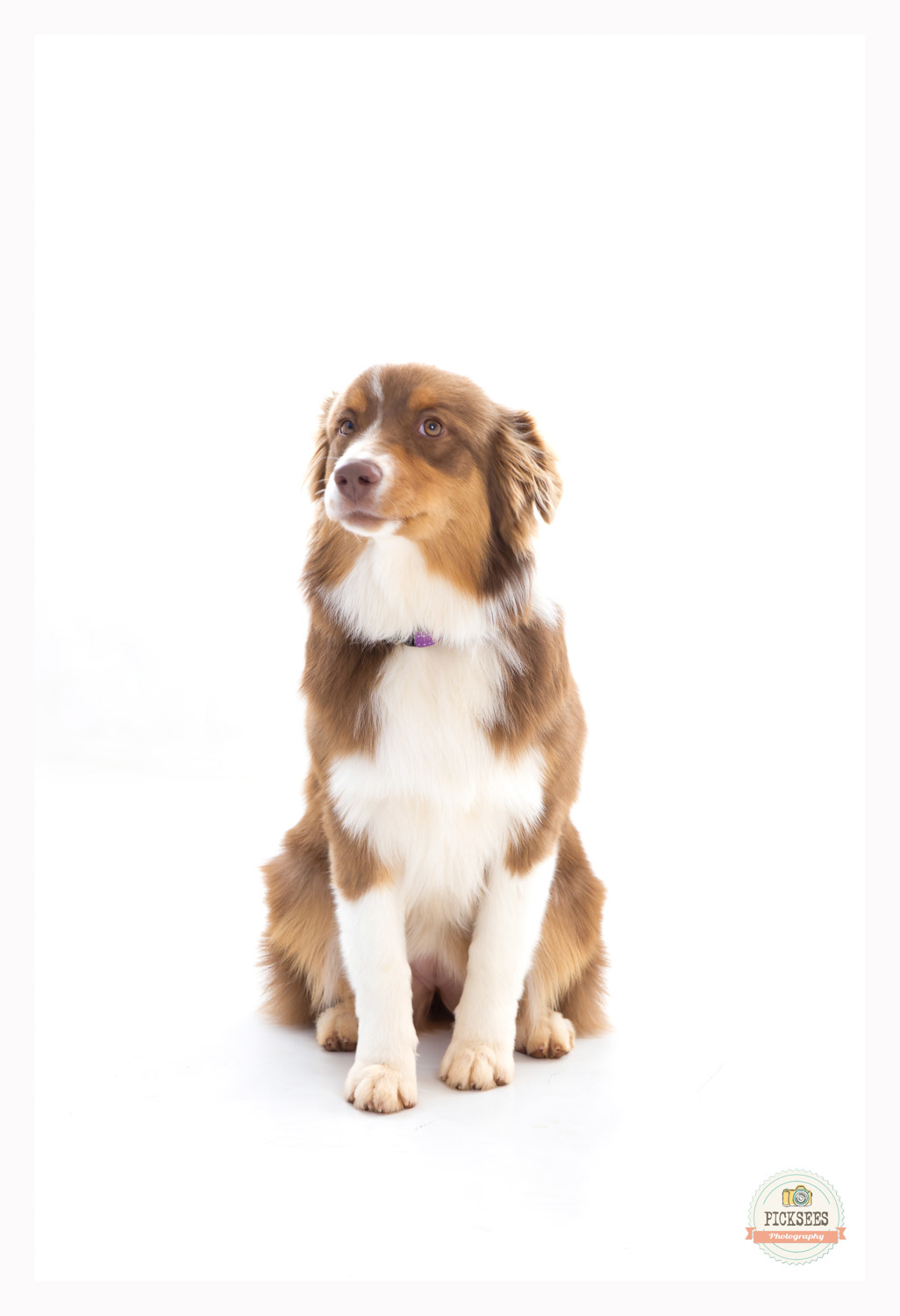 Pretoria_Pet_Photographer