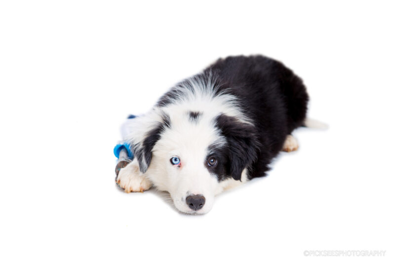 Pretoria East Pet Photographer
