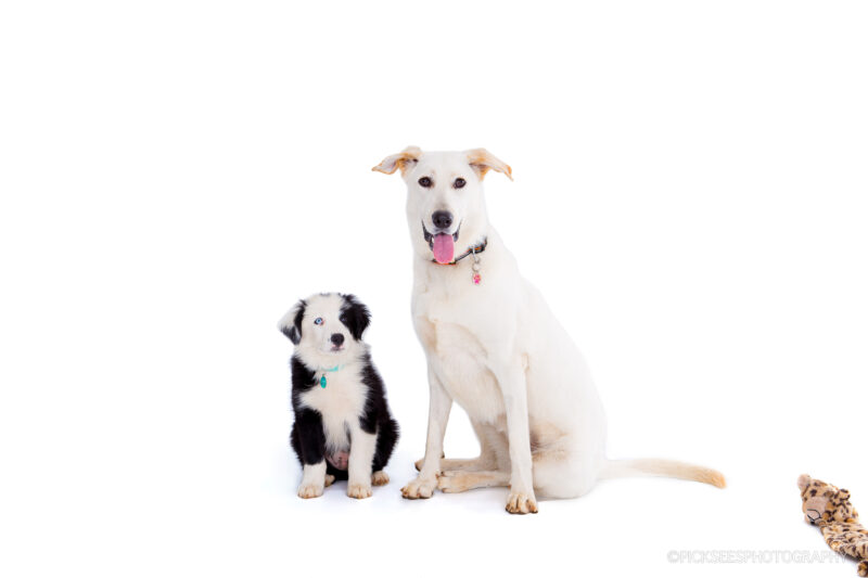 Pretoria East Pet Photographer
