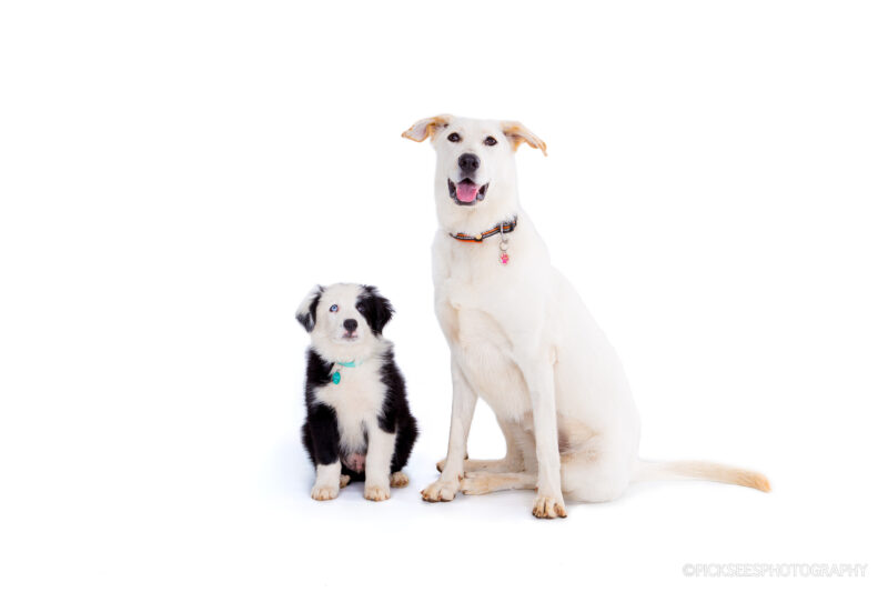 Pretoria East Pet Photographer