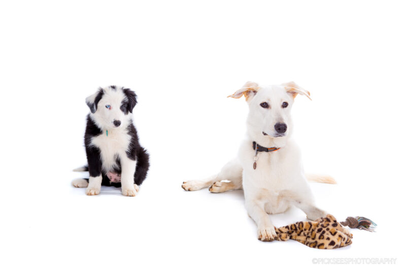 Pretoria East Pet Photographer