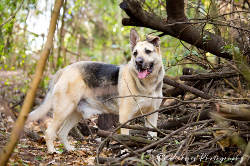 Pretoria East Pet Photographer